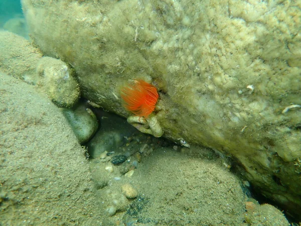 Polychaeta Smooth Tubeworm Red Spotted Horseshoe Protula Tubularia Undersea Aegean — Stock Photo, Image