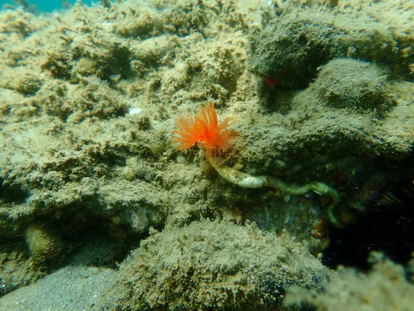 Polychaeta滑らかなチューブワームまたは赤い斑点のある馬蹄形 Protula Tubularia エーゲ海 ギリシャ Halkidiki — ストック写真