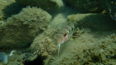 Çizgili kırmızı kefal (Mullus surmuletus) sualtı, Ege Denizi, Yunanistan, Halkidiki