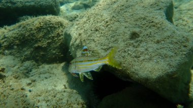Çizgili kırmızı kefal (Mullus surmuletus) sualtı, Ege Denizi, Yunanistan, Halkidiki