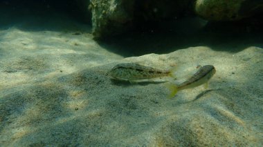 Çizgili kırmızı kefal (Mullus surmuletus) sualtı, Ege Denizi, Yunanistan, Halkidiki