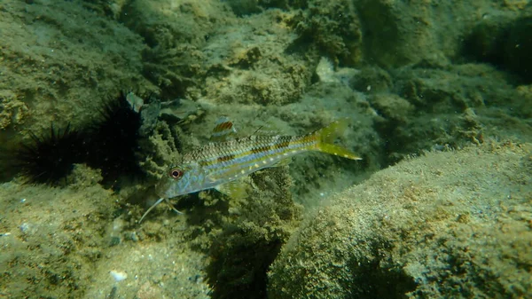 Red Mullet Surmullet Mullus Surmuletus Undersea Aegean Sea Greece Halkidiki — 图库照片