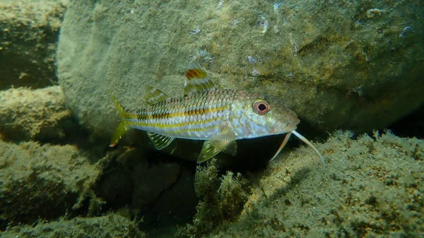 Mullet Rouge Rayé Mulet Mullus Surmuletus Sous Marin Mer Égée — Photo