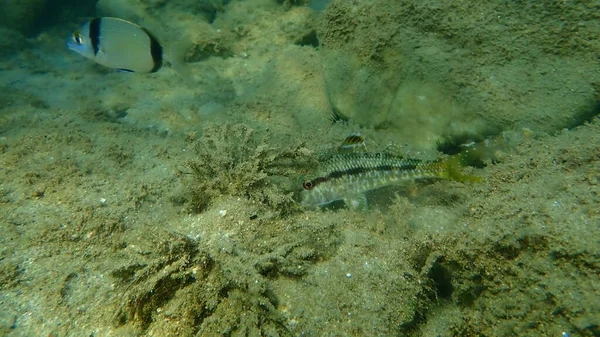 Striped Red Mullet Surmullet Mullus Surmuletus Undersea Aegean Sea Greece — Stock Photo, Image