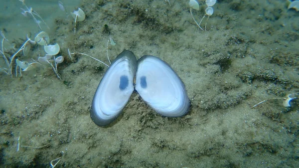 Concha Molusco Bivalves Mediterrâneo Tellin Peronaea Planata Com Uma Mancha — Fotografia de Stock