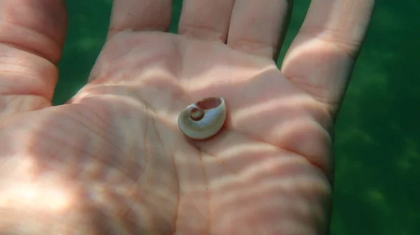 Seashell Sea Snail Josephine Moonsnail Neverita Josephinia Sulla Mano Subacqueo — Foto Stock