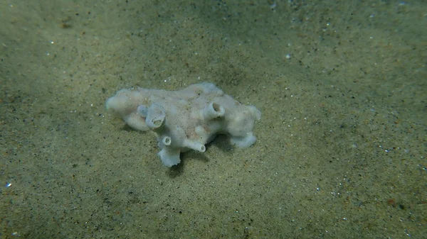 Dead Bryozoa Moss Animal Schizomavella Schizomavella Linearis Undersea Aegean Sea — 스톡 사진
