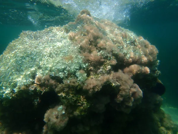 Alghe Marine Erba Corallina Snella Jania Rubens Alghe Verdi Acetabularia — Foto Stock