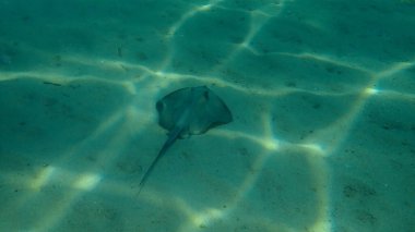 Dasyatis pastinaca, Ege Denizi, Yunanistan, Halkidiki