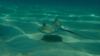 Dasyatis pastinaca, Ege Denizi, Yunanistan, Halkidiki