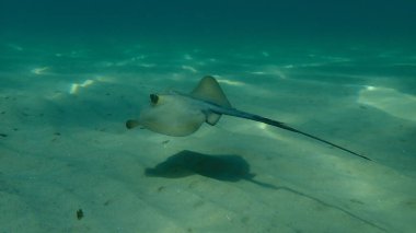 Dasyatis pastinaca, Ege Denizi, Yunanistan, Halkidiki