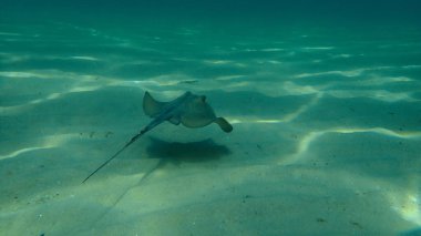 Dasyatis pastinaca, Ege Denizi, Yunanistan, Halkidiki