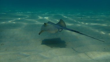 Dasyatis pastinaca, Ege Denizi, Yunanistan, Halkidiki