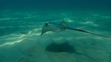 Dasyatis pastinaca, Ege Denizi, Yunanistan, Halkidiki