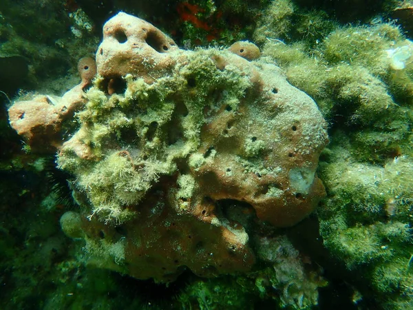 Мертві Смердючі Губки Sarcotragus Fasiculatus Var Undersea Eegean Sea Greece — стокове фото