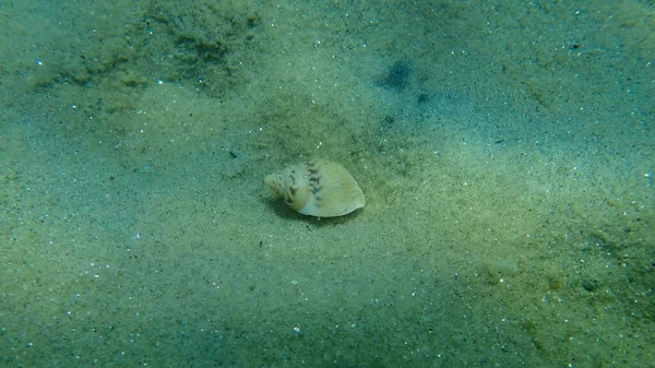 Caracol Mar Mutável Nassa Tritia Mutabilis Fundo Mar Mar Egeu — Fotografia de Stock