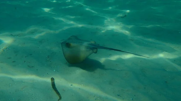 Common Stingray Stingray Dasyatis Pastinaca Undersea Aegean Sea Greece Halkidiki — Stock Photo, Image