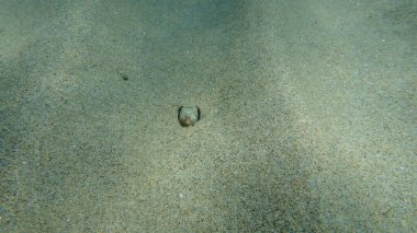 Deniz altı, Ege Denizi, Yunanistan, Halkidiki