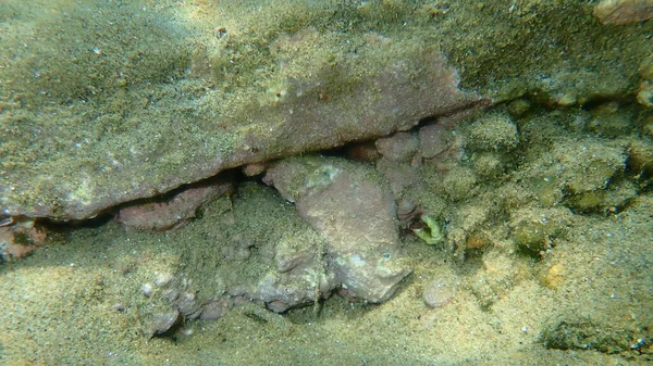 Verkrustende Korallenalgen Lithophyllum Incrustans Unter Wasser Ägäis Griechenland Chalkidiki — Stockfoto