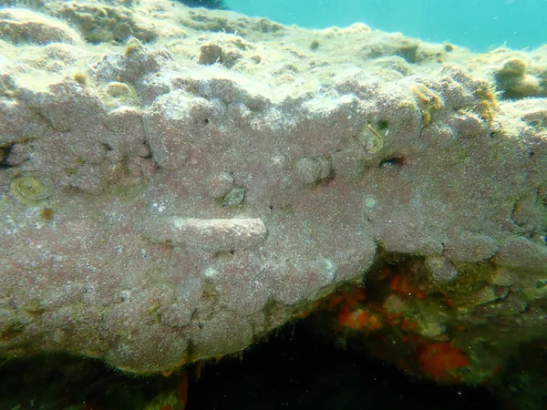 Algas Coralinas Incrustantes Lithophyllum Incrustans Submarinas Mar Egeu Grécia Halkidiki — Fotografia de Stock
