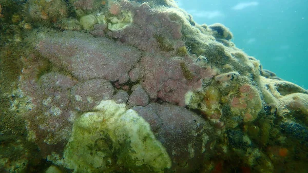 Algas Coralinas Incrustantes Lithophyllum Incrustans Submarinas Mar Egeu Grécia Halkidiki — Fotografia de Stock