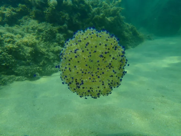 Mediterranean Jellyfish Fried Egg Jellyfish Mediterranean Jelly Cotylorhiza Tuberculata Undersea — Stock Photo, Image