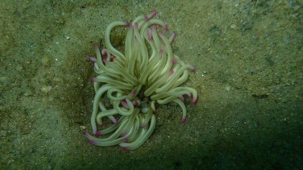 Anemone Sabbia Dorata Anemone Dorato Condylactis Aurantiaca Sottomarino Mar Egeo — Foto Stock