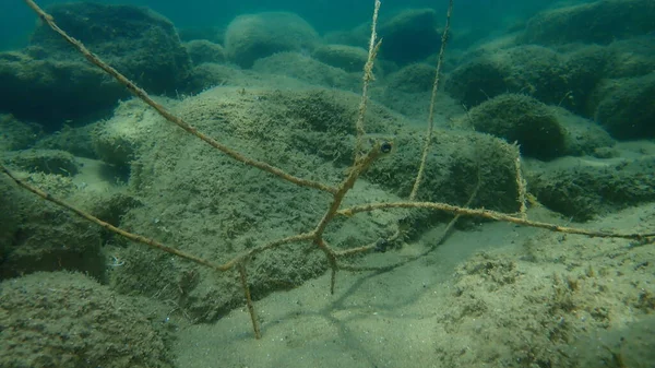 海底の木の枝 エーゲ海 ギリシャ ハルキディキ — ストック写真