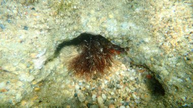 Koyu yeşil yosun (Cladophora rupestris) deniz altı, Ege Denizi, Yunanistan, Halkidiki