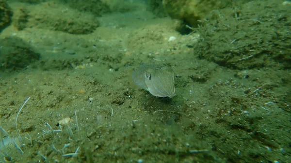 Tintenfische Sepia Officinalis Unter Wasser Ägäis Griechenland Chalkidiki — Stockfoto