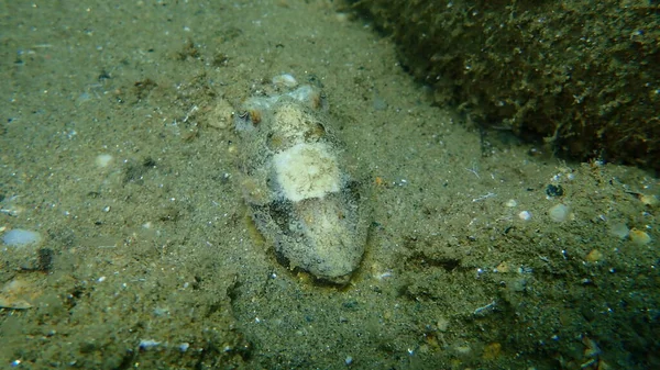 Common Cuttlefish Sepia Officinalis Undersea Aegean Sea Greece Halkidiki — Stock Photo, Image