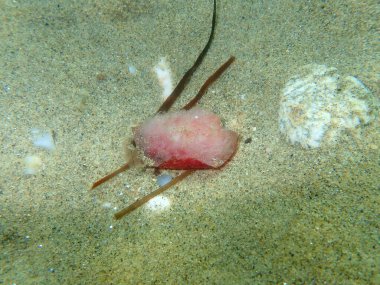 Elma çekirdeği denizin dibinde, Ege Denizi, Yunanistan, Halkidiki. Deniz kirliliği.