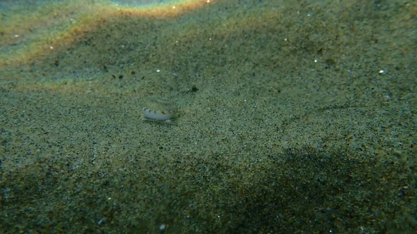 바닥에 달팽이나 복족강 트리티아 그리스에게 — 스톡 사진