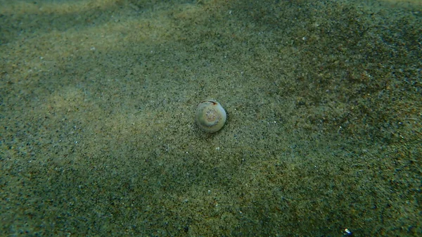 希腊爱琴海Halkidiki海底的Nassa泥螺或狗仔鱼 Tritia Neritea — 图库照片