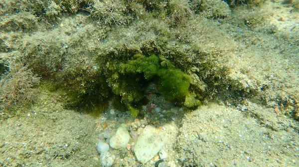 Algas Verdes Cladophora Prolifera Submarina Mar Egeu Grécia Halkidiki — Fotografia de Stock