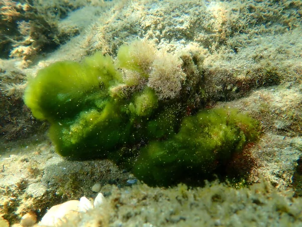 Zelené Řasy Cladophora Prolifera Pod Mořem Egejské Moře Řecko Halkidiki — Stock fotografie