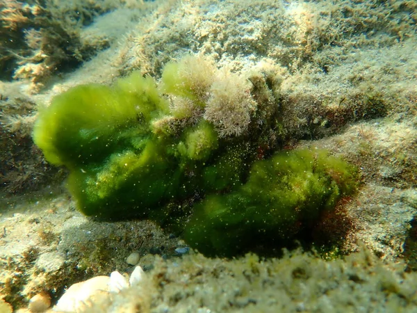 Zöld Algák Cladophora Prolifera Tenger Alatti Égei Tenger Görögország Halkidiki — Stock Fotó