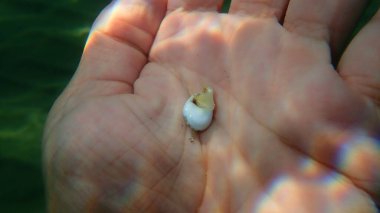 Dalgıç, Ege Denizi, Yunanistan ve Halkidiki 'nin elinde Nassa çamur salyangozu (Tritia neritea) bulunur.