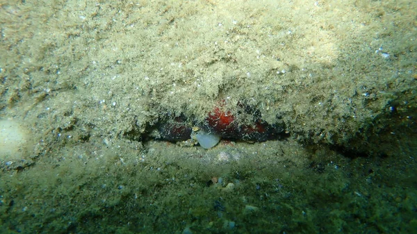 Deniz Fışkırtması Tunicate Pyura Microcosmus Var Deniz Altı Ege Denizi — Stok fotoğraf