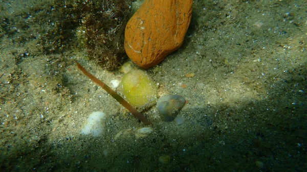 Raisin Sur Fond Mer Mer Égée Grèce Halkidiki Pollution Marine — Photo