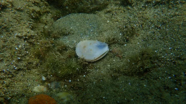 Lima Carapace Gonflée Mollusques Bivalves Limicole Gonflé Limaria Tuberculata Sous — Photo