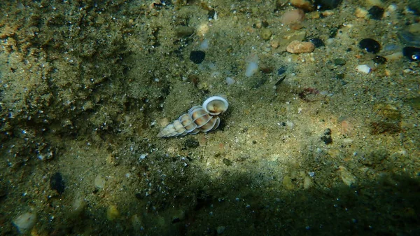Sea Snail Perplexed Wentletrap Gyroscala Commutata Undersea Aegean Sea Greece — Stock Photo, Image