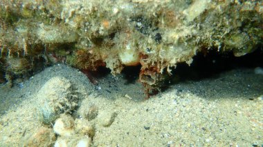 Dalgalı deniz fışkırtması veya menekşe, deniz inciri (Microcosmus sabatieri) deniz altı, Ege Denizi, Yunanistan, Halkidiki