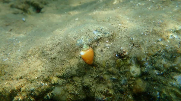 Sea snail Mediterranean cone (Conus ventricosus) undersea, Aegean Sea, Greece, Halkidiki