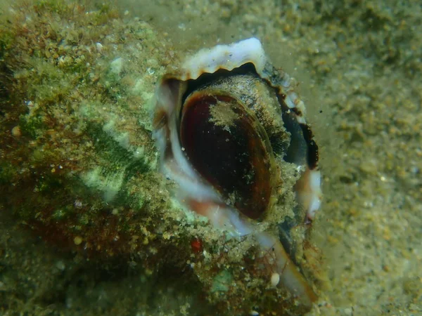 Sea snail banded dye-murex (Hexaplex trunculus) extreme close-up undersea, Aegean Sea, Greece, Halkidiki
