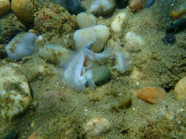 海底魚の骨 エーゲ海 ギリシャ ハルキディキ — ストック写真