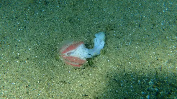 Bones Fish Sea Bottom Aegean Sea Greece Halkidiki — Stock Photo, Image