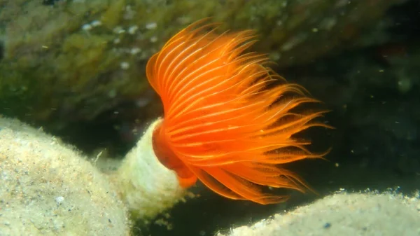 Polychaeta Glatte Röhrenwurm Oder Rot Gefleckte Hufeisen Protula Tubularia Extreme — Stockfoto
