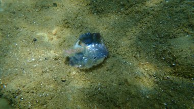 Deniz salyangozu bantlı boya murex (Hexaplex trunculus) tarafından delinen bivalf yumuşakça desenli inci-istiridye (Pinctada radyatörü) denizaltı, Ege Denizi, Yunanistan, Halkidiki
