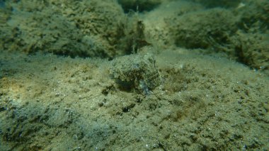 Avrupa ortak mürekkep balığı (Sepia officinalis) denizaltı, Ege Denizi, Yunanistan, Halkidiki